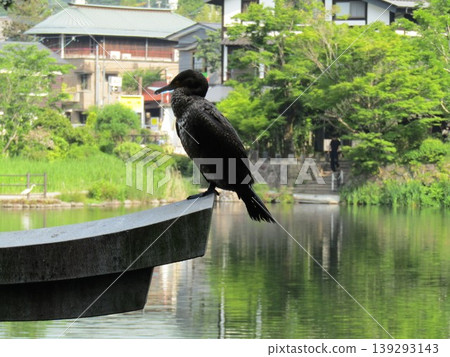 一隻鸕鶿棲息在金麟湖岸邊天曹神社的水下鳥居上,金麟湖是位於大分縣由布院市的熱門旅遊景點。 一隻鸕鶿棲息在金麟湖岸邊天曹神社的水下鳥居上,金麟湖是位於大分縣由布院市的熱門旅遊景點。 139293143