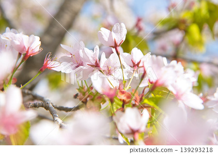 Cherry blossoms in full bloom 139293218