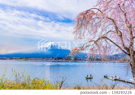 (山梨縣)河口湖畔的漁民、櫻花和富士山 (山梨縣)河口湖畔的漁民、櫻花和富士山 139293226