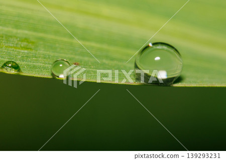雨後的葉子上的水滴 雨後的葉子上的水滴 139293231