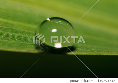 雨後樹葉上的水滴 139293232