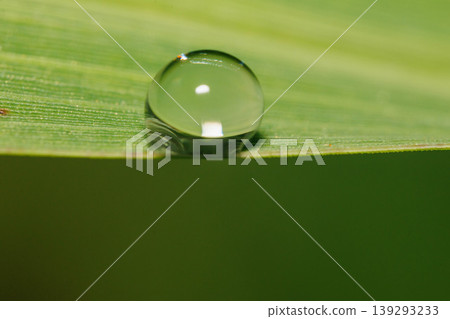 雨後樹葉上的水滴 雨後樹葉上的水滴 139293233