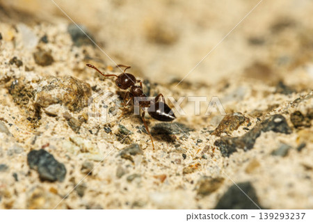 Ants searching for prey on a rock Ants searching for prey on a rock 139293237