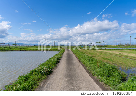 Farm road leading to rice paddies 139293394
