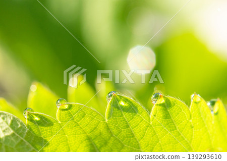 Water droplets on strawberry leaves and bokeh Water droplets on strawberry leaves and bokeh 139293610