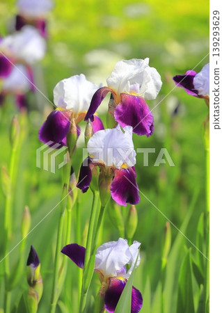 German irises in full bloom German irises in full bloom 139293629