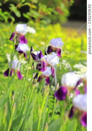 German irises in full bloom German irises in full bloom 139293630