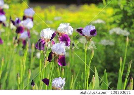 German irises in full bloom 139293631