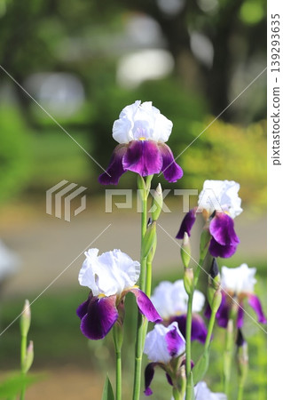 德國鳶尾花盛開 德國鳶尾花盛開 139293635
