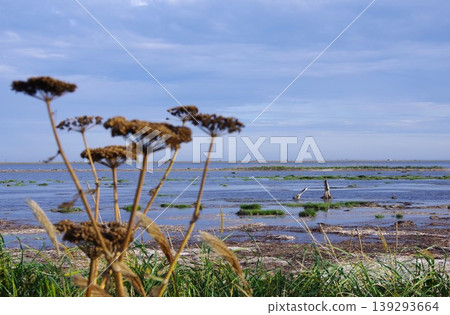 從北海道別海町戶戶原眺望龍神崎 從北海道別海町戶戶原眺望龍神崎 139293664