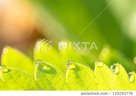 Dewdrops on strawberry leaves 139293776