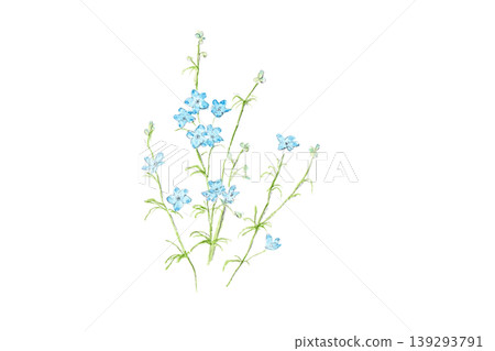 Hand-painted watercolor illustration of light blue delphiniums Hand-painted watercolor illustration of light blue delphiniums 139293791