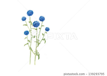 手繪水彩插圖，描繪的是藍薊。 139293795