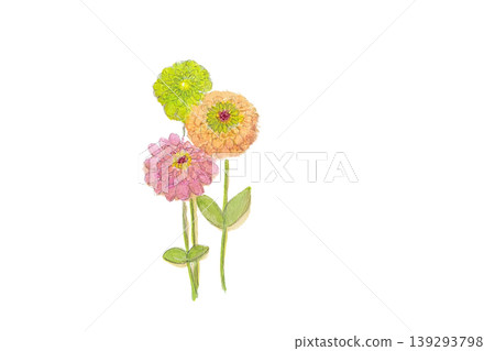 Colorful zinnia hand-painted watercolor illustration 139293798