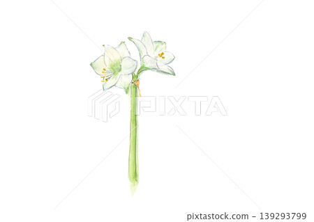 Hand-painted watercolor illustration of a white amaryllis Hand-painted watercolor illustration of a white amaryllis 139293799