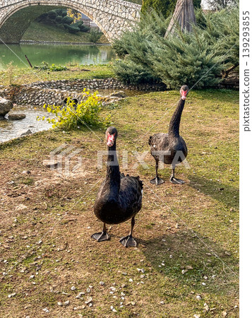 Black swans at lake with bridge in Etno Selo Stanisici, Bosnia and Herzegovina Black swans at lake with bridge in Etno Selo Stanisici, Bosnia and Herzegovina 139293855