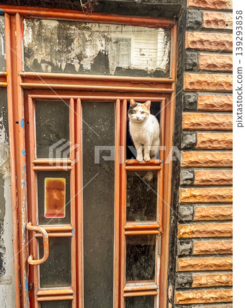 A three-colored cat with yellow eyes sits in a broken window on the door of an old house A three-colored cat with yellow eyes sits in a broken window on the door of an old house 139293858