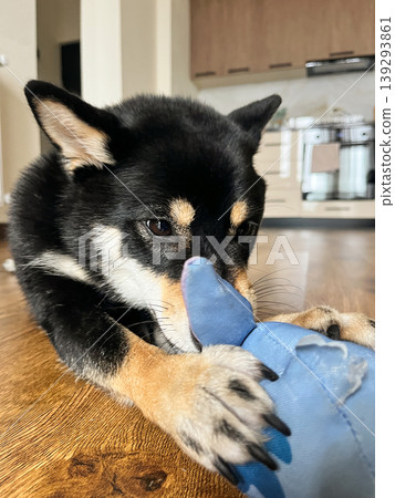 Black Shiba Inu dog chewing toy at home on wooden floor Black Shiba Inu dog chewing toy at home on wooden floor 139293861