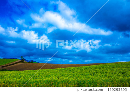 Extensive wheat field 139293893