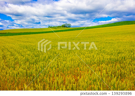 Extensive wheat field Extensive wheat field 139293896