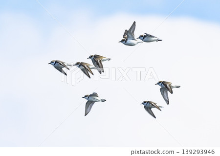 Flock of Kentish plovers Flock of Kentish plovers 139293946