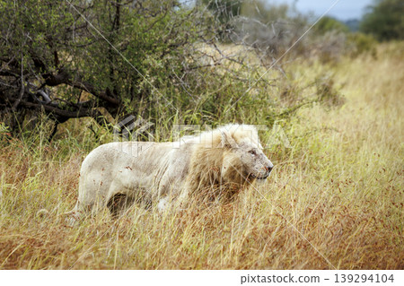 African lion in Greater Kruger National park, South Africa African lion in Greater Kruger National park, South Africa 139294104