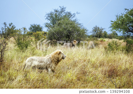 African lion in Greater Kruger National park, South Africa African lion in Greater Kruger National park, South Africa 139294108
