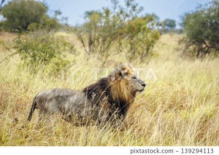 African lion in Greater Kruger National park, South Africa 139294113