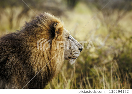 African lion in Greater Kruger National park, South Africa 139294122