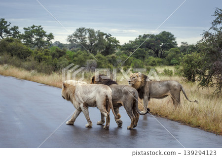 African lion in Greater Kruger National park, South Africa African lion in Greater Kruger National park, South Africa 139294123