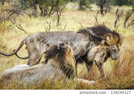 African lion in Greater Kruger National park, South Africa African lion in Greater Kruger National park, South Africa 139294127