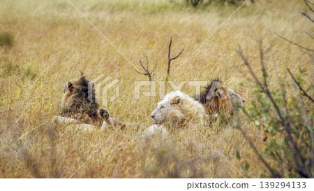 African lion in Greater Kruger National park, South Africa African lion in Greater Kruger National park, South Africa 139294133