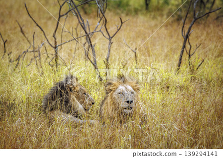 African lion in Greater Kruger National park, South Africa African lion in Greater Kruger National park, South Africa 139294141