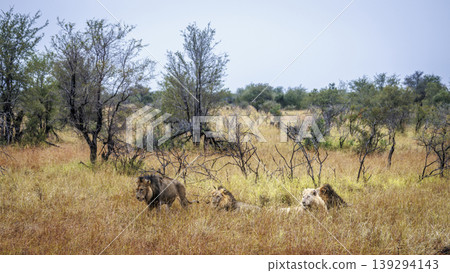 African lion in Greater Kruger National park, South Africa 139294143