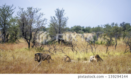 African lion in Greater Kruger National park, South Africa African lion in Greater Kruger National park, South Africa 139294144