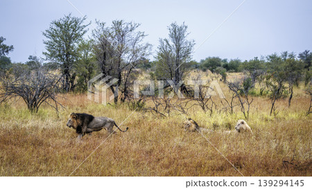 African lion in Greater Kruger National park, South Africa African lion in Greater Kruger National park, South Africa 139294145