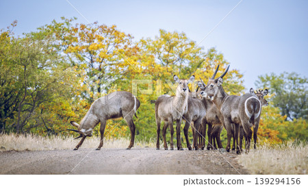Common Waterbuck in Greater Kruger National park, South Africa 139294156