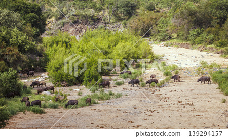 African buffalo in Kruger National park, South Africa 139294157