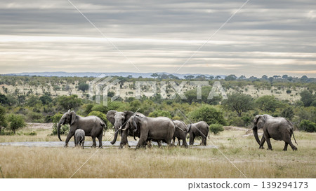 African bush elephant in Greater Kruger National park, South Africa African bush elephant in Greater Kruger National park, South Africa 139294173