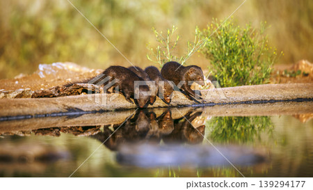 Common dwarf mongoose in Greater Kruger National park, South Africa 139294177
