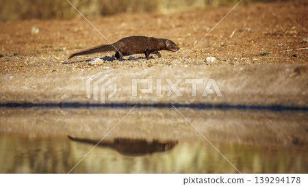 Common dwarf mongoose in Greater Kruger National park, South Africa Common dwarf mongoose in Greater Kruger National park, South Africa 139294178