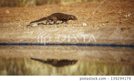Common dwarf mongoose in Greater Kruger National park, South Africa 139294179