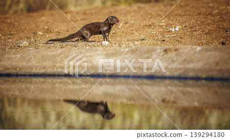 Common dwarf mongoose in Greater Kruger National park, South Africa Common dwarf mongoose in Greater Kruger National park, South Africa 139294180