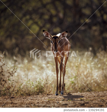 Common Impala in Kruger National park, South Africa 139294191
