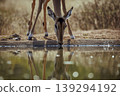 Common Impala in Kruger National park, South Africa 139294192