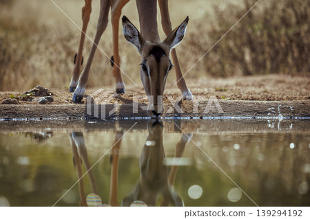 Common Impala in Kruger National park, South Africa 139294192