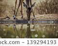 Common Impala in Kruger National park, South Africa 139294193