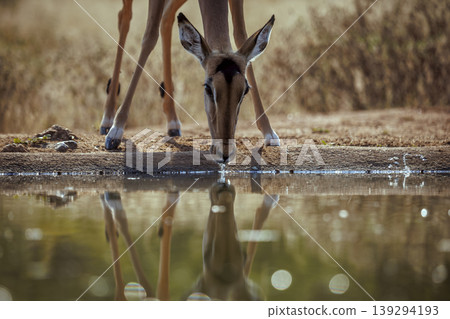 Common Impala in Kruger National park, South Africa 139294193