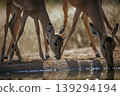 Common Impala in Kruger National park, South Africa 139294194