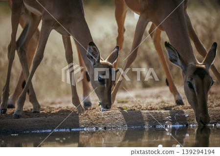 Common Impala in Kruger National park, South Africa 139294194